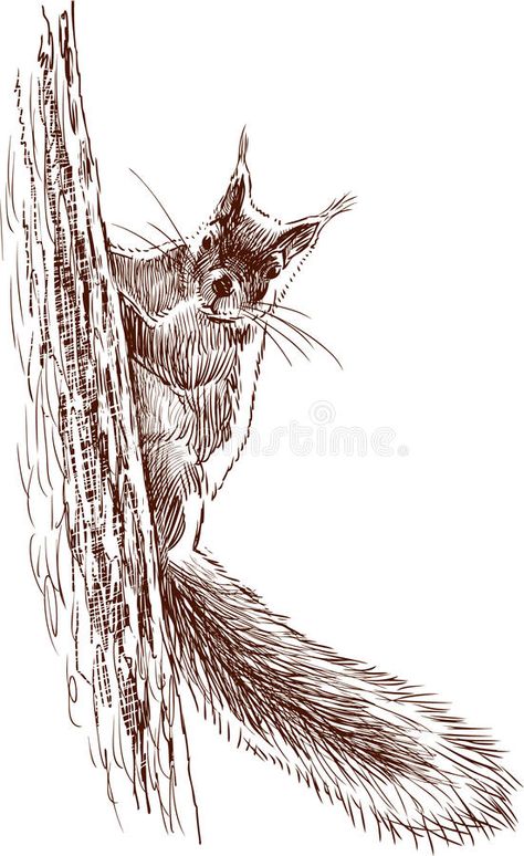 Squirrel on a tree. Vector image of a squirrel on a tree #Sponsored , #SPONSORED, #AD, #tree, #image, #Vector, #Squirrel Squirrel In Tree, Squirrel On Tree, Tail Drawing, Squirrel Illustration, Squirrel Art, Tree Vector, Animal Mural, 2d Game Art, A Squirrel