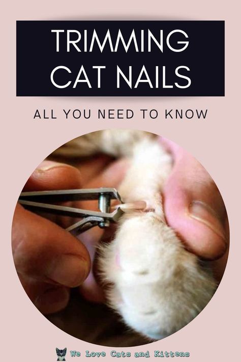 How To Cut Cat Nails, How To Trim Cat Nails, Trimming Cat Nails, How To Trim Cat Claws, Cat Cpr, Cat Nail Trimming Tips, How To Clip Cat Nails, Clipping Cat Nails, Cats Nails