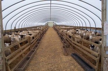 Temporary sheep barn ?? Sheep Barn Ideas, Small Greenhouses, Sheep Shed, Sheep Feeders, Sheep Shelter, Poultry Farm Design, Sheep Barn, Sheep House, Cattle Corrals