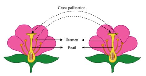 Cross Pollination Flowers Diagram, Cross Pollination, Flowers Model, Flower Model, Biology Notes, Bountiful Harvest, Flowering Plants, All About Plants, Fertility