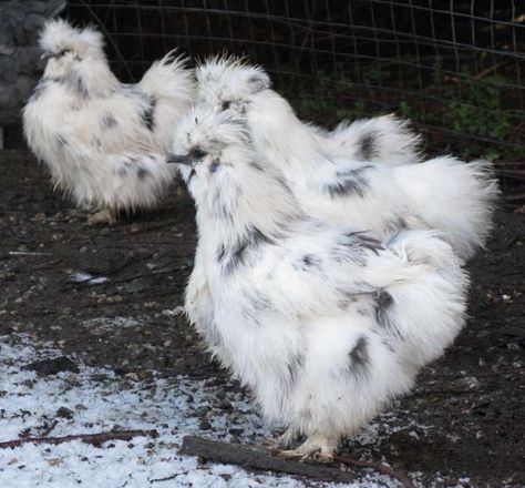 About Silkie Chickens: The Fluffy Bantam That Will Win Your Heart Bearded Silkie Chickens, Paint Silkie Chicken, Splash Silkie Chicken, Silkie Coop, Chickens Breeds, Pet Chickens Breeds, Farm Pets, Chicken Facts, Heritage Chickens