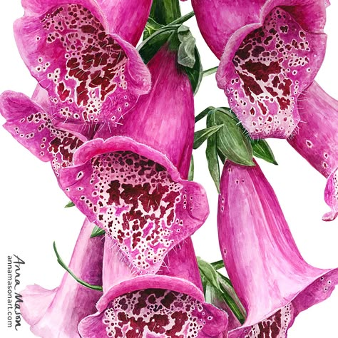 Painting the patterned centres to these stunning Foxgloves was a challenge, but oh so satisfying when I pulled it off and got the bell-like effect 🔔 Glove Reference, Sgraffito Ideas, Botany Illustration, Anna Mason, Fungi Art, Art Cafe, Vintage Illustration Art, Watercolor Flowers Tutorial, Instagram Painting