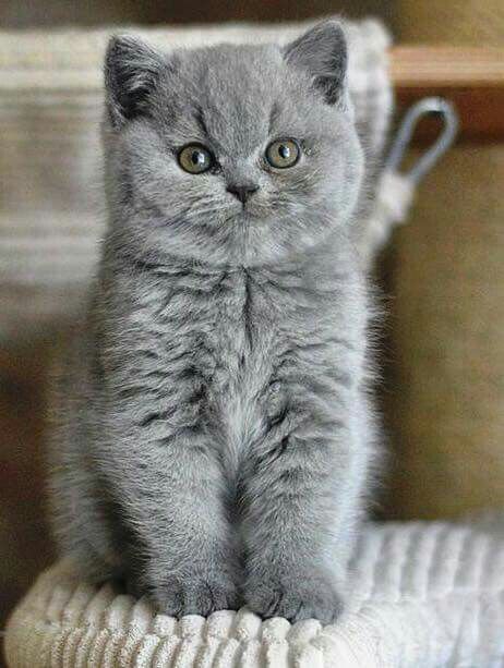 British short hair Grey British Shorthair, British Short Hair, Grey Kitten, Söt Katt, British Shorthair Cats, British Shorthair, Cute Cats And Kittens, Cute Kittens, Beautiful Cat