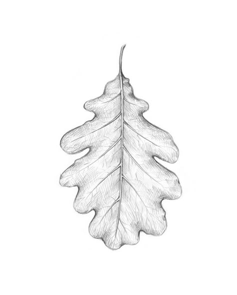 Drawing Flowers And Leaves, Oak Leaf Sketch, White Oak Leaf Tattoo, Leaf Crown Drawing, Leaf Texture Drawing, Leaf Sketch Pencil, Oak Leaf Drawing, Leafs Drawings, Leaf Pencil Drawing