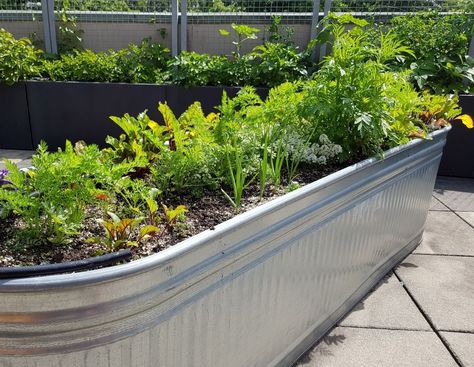 Spruce Up Your Garden by Planting in a Feeding Trough - True Value Hardware Galvanized Water Trough, Cattle Trough, Inexpensive Raised Garden Beds, Lake House Landscaping, Galvanized Garden, Raised Vegetable Garden, Herbs Growing, Potted Garden, Metal Garden Beds