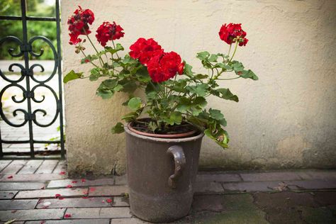 Geraniums Need Special Winter Care—What You Should Do Now for Better Spring Blooms Propagating Geraniums, Overwinter Geraniums, Overwintering Geraniums, Geranium Care, Winter Window Boxes, Growing Rosemary, Homemade Bird Houses, Winter Care, Winter Window