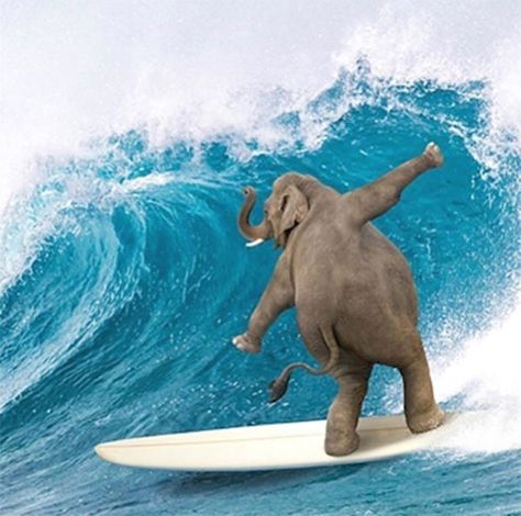 #drunkelephant, pic @elephant.inss Funny Elephant, Dog Portraits Art, Elephants Never Forget, Elephant Pictures, Surreal Portrait, Elephant Illustration, Surfing Pictures, Animal Antics, Portraits From Photos