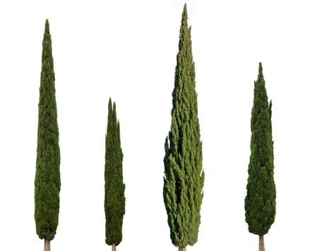 Growing Italian Cypress – How To Care For Italian Cypress Trees Cyprus Trees, Italian Cypress Trees, Trees Background, Italian Cypress, Cupressus Sempervirens, Group Of 4, Mediterranean Plants, Illustration Simple, Cypress Trees