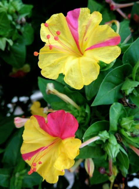 Mirabilis Jalapa, Samantha Photos, Flowers Gif, Most Beautiful Flowers, Beautiful Wallpapers, Backyard Garden, Beautiful Roses, Art Inspo, Beautiful Flowers