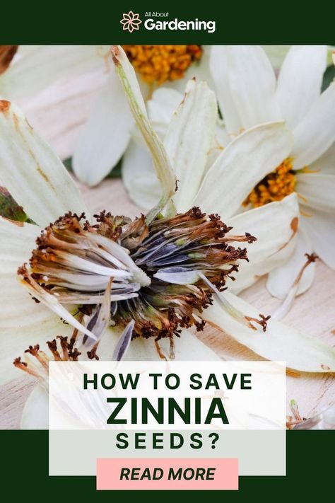 How To Collect Seeds From Zinnias, Saving Seeds From Zinnias, How To Collect Zinnia Seeds, How To Harvest Zinnia Seeds, How To Collect Seeds From Flowers, Harvesting Zinnia Seeds, Collecting Seeds From Flowers, Collecting Flower Seeds, Saving Zinnia Seeds