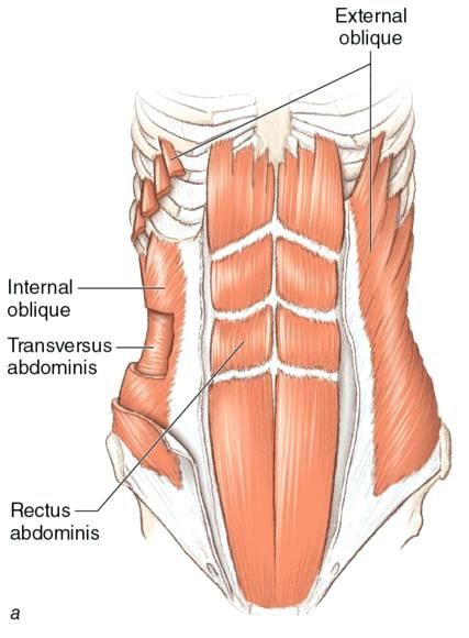 External Oblique Muscle, External Oblique, Oblique Muscles, Muscles Anatomy, Rectus Abdominis Muscle, Rectus Abdominis, Stomach Muscles, Muscle Abs, Muscle Anatomy