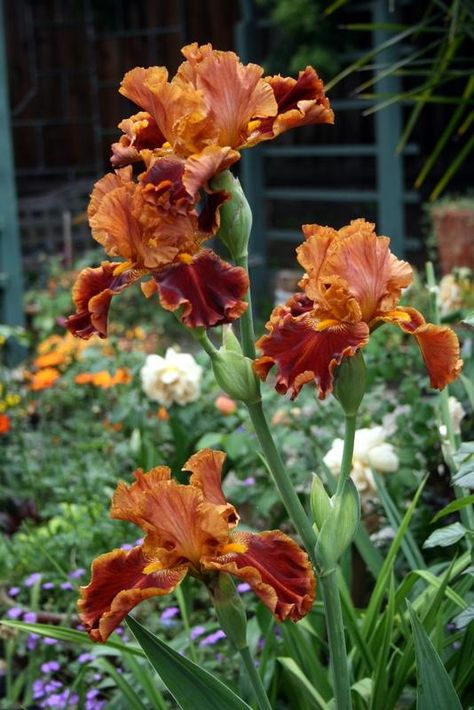 Iris Flowers Garden, Iris Painting, Tall Bearded Iris, Garden Decor Projects, Iris Garden, Brown Flowers, Mediterranean Garden, Bearded Iris, Charming Garden