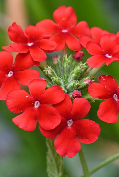 Adding red plants to you garden can help draw the eye and create a strong focal point in your landscaping. Here's a list of red plants to try out in your landscape. #plants #gardening #flowers #redplants #popofcolor Landscape Plants, Red Plants, Cleaning Gift, Entertaining Gifts, Gardening Flowers, Subscription Gifts, Real Simple, Beauty Clothes, Holiday Entertaining