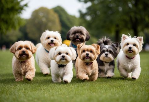 20 Small Dog Breeds That Don't Shed Much: Ideal for Allergy Sufferers and Clean Homes Small Dogs That Dont Shed, No Shed Dog Breeds, Mini Dogs Breeds, Low Shedding Dogs, Dog Breeds That Dont Shed, Blue Great Danes, Irish Water Spaniel, Bouviers Des Flandres, Cute Small Dogs