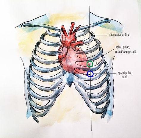 Location Apical Pulse Location, Apical Pulse, Doppler Radar, Nurse Study, Nurse Study Notes, Heart Place, Diy Clothes Hacks, Belmont Stakes, Vital Signs