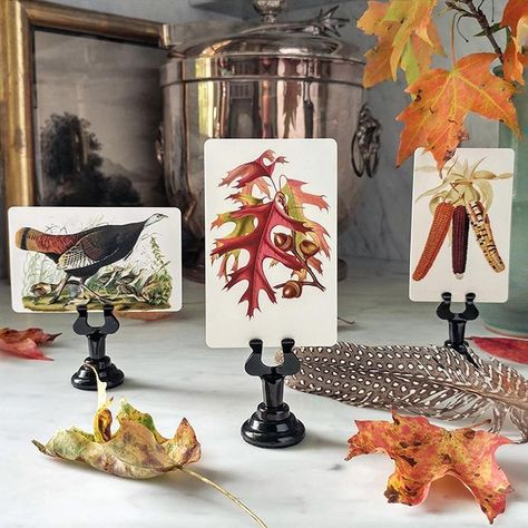 Our Autumn Tableau set of illustrated place cards set a colorful scene for your seasonal entertaining. The 3 image set comprises flint maize autumnal leaves and turkey hen with her poults in a tender playful scene. True to life turkeys are attentive parents to their sprightly chicks. CONVERSATION SPARKER: Did you know that Benjamin Franklin had prefered the native wild turkey as the national bird of United States over the Bald Eagle?  . . #mrpsplacecards #aplaceforeveryname #placecards #illustra Old Chatham, Digital Calligraphy, Thanksgiving Place Cards, Wild Turkey, Benjamin Franklin, Place Card, Name Cards, Place Cards, Hostess Gifts