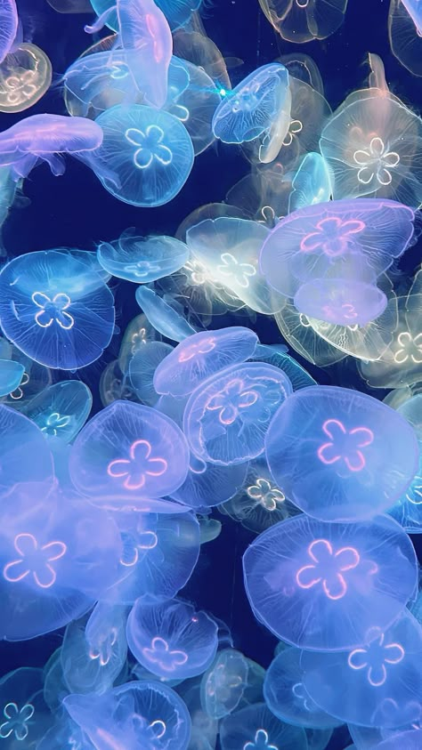 #jellyfish #sea #ocean  Jellyfish wallpaper Jellyfish Phone Background, Phone Wallpaper Jellyfish, Sea Inspired Wallpaper, Sea Animals Background, Wallpaper Backgrounds Ocean Aesthetic, Glowing Jellyfish Wallpaper, Wallpaper Backgrounds Jellyfish, Hd Jellyfish Wallpaper, Ocean Aesthetic Jellyfish