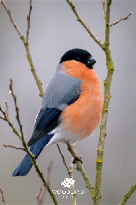 Garden Birds Uk, British Birds Photography, Aesthetic Pets, Birds Eating, Uk Birds, Pets Aesthetic, Birds In Winter, Pet Birds Parrots, Woodland Trust