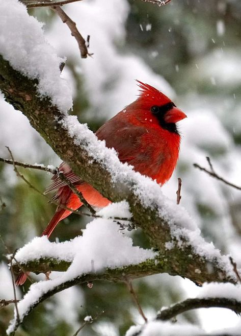 Cardinal Embroidery, Cardinals Wallpaper, Cardinals Birds, Cardinal Birds Art, Bird Images, Winter Cardinal, Cardinal Christmas, Angel Signs, Snow Pictures