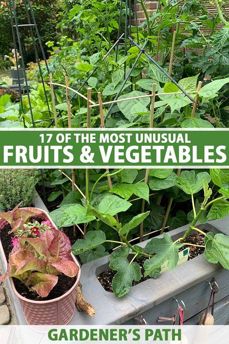 17 Unusual Fruits and Vegetables for your Garden | Gardener’s Path Unusual Vegetables, Unusual Fruits, Backyard Hacks, Growing Vegetables At Home, Homestead Gardening, Unique Ingredients, Vegetables Garden, Vegetables To Grow, Garden Problems