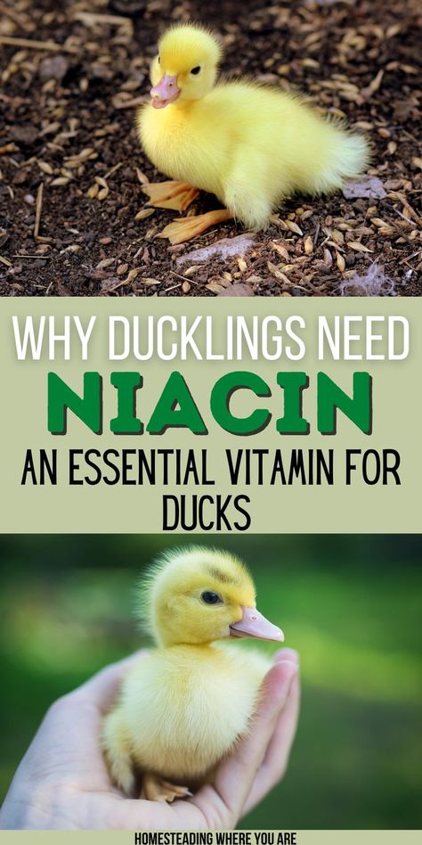 Raising ducklings is one of my greatest joys; baby ducks are adorable. Ducks grow much faster than chickens, and their rapid growth rate means they need plenty of vitamins and nutrients. Niacin is one of the vitamins most needed to support their rapid growth. Make sure you know how to give your ducklings more niacin when raising baby ducks. Raising Baby Ducks, Duck Care For Beginners, Homestead Ducks, Natural Chicken Coop, Duck Raising, Raising Ducklings, Pekin Ducklings, Farming 101, Duck Enclosure