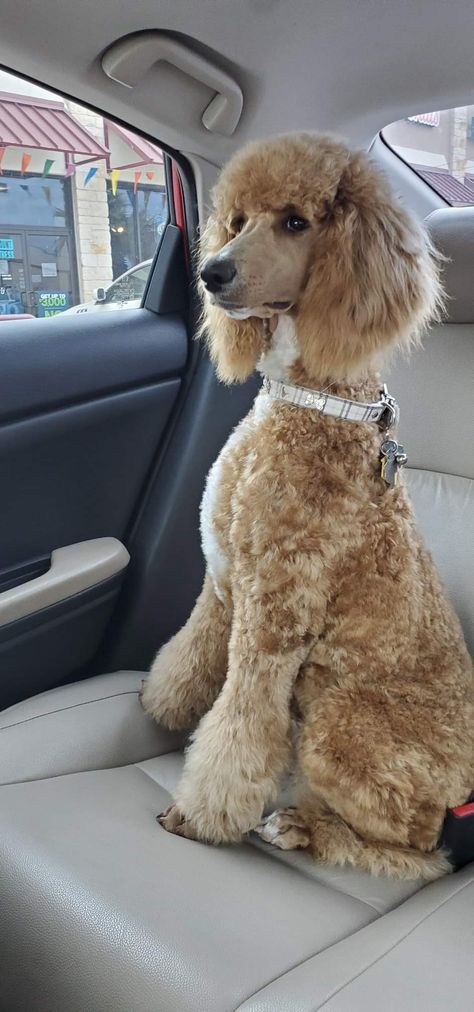 Long Haired Poodle, Female Poodle Haircut, Female Standard Poodle Haircuts, Standard Poodle Grooming Styles, Moyen Poodle Haircut Styles, Puppy Poodle Haircut, Standard Poodle Puppy Haircut, Poodle Mullet, Poodle Cuts Standard