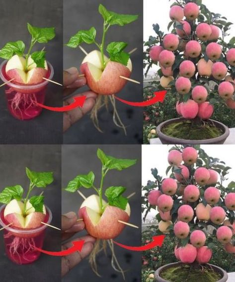 Growing Apple Trees, Growing Vegetables In Pots, Small Vegetable Gardens, Vegetable Garden Diy, Apple Trees, Growing Plants Indoors, Veg Garden, Home Vegetable Garden, Container Gardening Vegetables