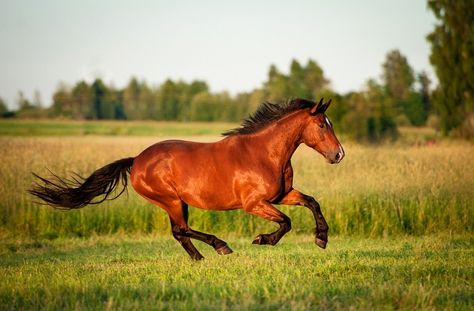 Blood Bay Horse, Bay Horses, Horse Coat Colors, Red Bay, Horse Running, Horse Colors, Bay Horse, Black Horses, Light Coat