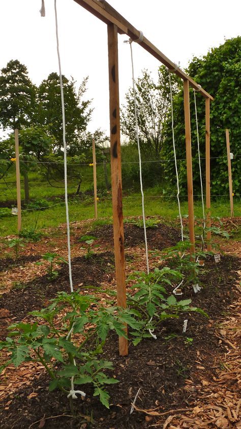 tomato plants on string | Vertical Stringing Growing Tomatoes Indoors, Vertical Vegetable Gardens, Tomato Trellis, Growing Tomato Plants, Growing Tomatoes In Containers, Vertical Vegetable Garden, Small Vegetable Gardens, Vertical Herb Garden, Permaculture Gardening