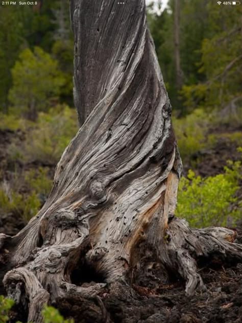 Twisted Tree Trunk, Rotting Tree, Tree Reference, Tree Hole, Tree Monster, Hole In The Ground, Tree Texture, Weird Trees, Twisted Tree