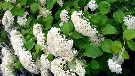 How To Make A DIY Hydrangea Support To Prevent Drooping - House Digest Hydrangea Leaves, Annabelle Hydrangea, Planting Hydrangeas, Plant Supports, Big Flowers, Garden Center, Hydrangea, Soil, Flowers