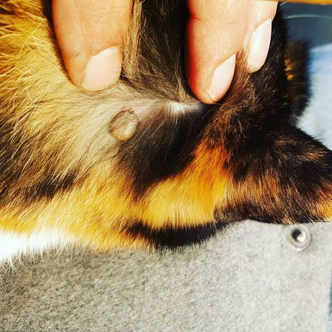 6 Places You Might Find Ticks On Your Cat | iHeartCats.com - Because Every Cat Matters ™ Ticks On Cats, How To Heal A Cat Wound, Black Tick, Cats Stuck In Weird Places, Cat Friendly Medications, Cat Friendly Otc Medications, Tick Bite, Cat Body, Pet Care Tips