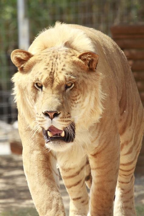 A MALE LIGER.---- A liger is the offspring between a male lion and a female tiger. It looks more like a giant lion with subtle diffused stripes. Ligers are enormous because a male lion has a growth gene and the female (lioness) has a growth inhibitor,  BUT THE FEMALE TIGER DOESN'T HAVE A GROWTH INHIBITER. Female Lioness, Giant Lion, Female Tiger, Hybrid Animals, Photos Animals, Hybrid Cat, The Offspring, Male Lion, Exotic Cats