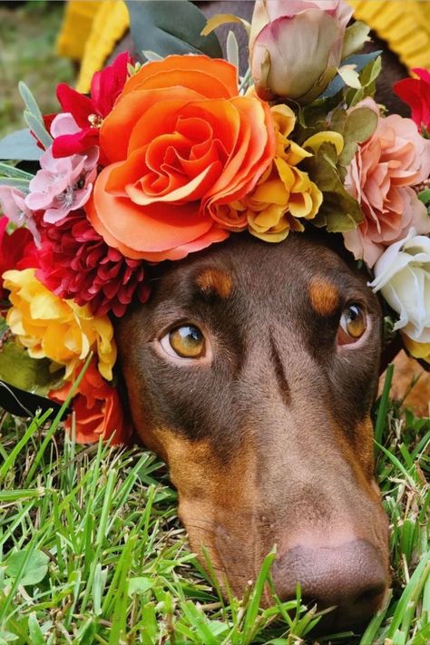 Adorable flower dog crown that is perfect for your puppy's first birthday photos, maternity shoot, dog wedding headpiece, dog milestone photos, and dog's birthday. Dog's Birthday, Wedding Flower Crown, Milestone Photos, Flower Collar, Flower Dog, Flower Photoshoot, Dog Photoshoot, Dog Flower Collar, Pacific Grove