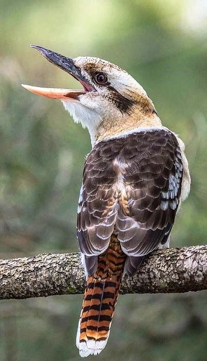 Kookaburra Laughing, Laughing Kookaburra, What Is A Bird, Australian Wildlife, Australian Birds, Australian Animals, All Birds, Exotic Birds, Bird Photo