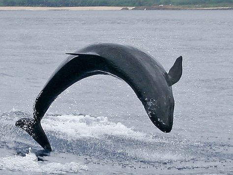 False Killer Whale Breaching Killer Whale Wallpaper, Coral Reef Animals, False Killer Whale, Aquatic Mammals, Whale Wallpaper, Black Dolphin, Whale Breaching, Pilot Whale, Water Creatures