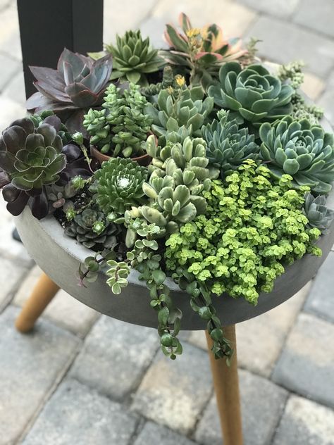 Cactus And Succulent Garden Pots, Patio Succulent Ideas, Small Succulent Garden Outdoor, Front Porch Succulent Planter Ideas, Large Succulent Arrangements Outdoor, Potted Succulents Outdoor, Succulent Bowl Indoor, Outdoor Succulent Garden Pots, Succulent Bowls Outdoor