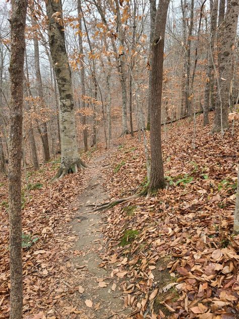 Wooded trail. NC walking trail. Cloudy day in the woods. Trails In The Woods, Trail In The Woods, Irl References, Walking Trail, Runners High, Nature Walk, Walking Trails, Cloudy Day, Walking In Nature