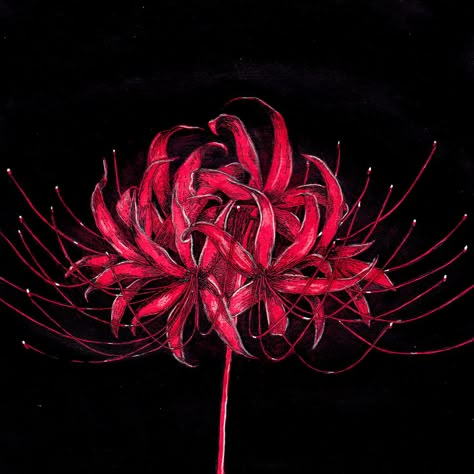 Red Spider Lily Illustration, Anime Flower Drawing, Higanbana Flowers, Red Spider Lily Drawing, Higanbana Tattoo, Red Flower Illustration, Spider Lily Drawing, Tokyo Ghoul Flower, Spider Flower