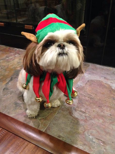 Chloe the Christmas elf - Jesse and Carlee have the same outfit :) Shih Tzu Christmas, Dog Christmas Clothes, Perro Shih Tzu, Christmas Dog Outfits, Shitzu Puppies, Cute Dog Clothes, Dog Christmas Card, Dog Birthday Cake, Dog Clothes Patterns