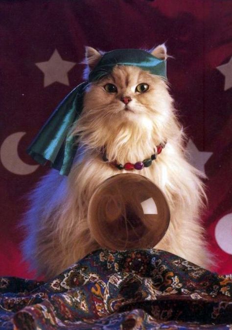 kitteh fortune teller Cats In Costumes, Cats In Hats, Fortune Tellers, Crystal Balls, Fortune Teller, Cat Hat, Fortune Telling, Cat Costumes, Here Kitty Kitty