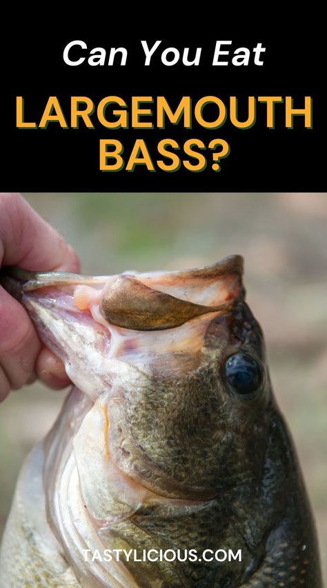 Are Largemouth Bass Good To Eat | how to cook largemouth bass | is largemouth bass edible | refreshing spring recipes | quick lunch recipes | dinner ideas | easy dinner recipe | healthy dinner recipe Recipes For Bass Fish, Largemouth Bass Recipes, Large Mouth Bass Recipes, How To Cook Bass Fish, Small Mouth Bass Recipes, Bass Recipes Fresh Water, Bass Fish Recipes, Bass Recipes, Best Bass Fishing Lures