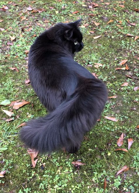 Kitty knows how to move that tail😻 Longhaired Cat, Tail Aesthetic, Fluffy Black Cat, Black Cat Aesthetic, Fluffy Tail, Black Kitty, Cat Reference, Cute Black Cats, Silly Animals