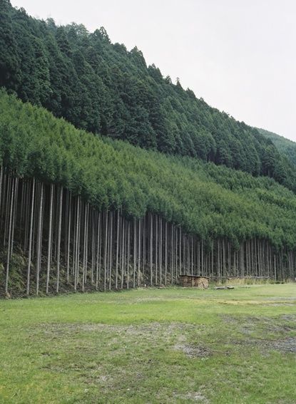 into the wood Arte Peculiar, City Scape, Amazing Nature Photos, A Hill, Kyoto Japan, Blow Your Mind, Nature Aesthetic, Beautiful Tree, Fantasy Landscape