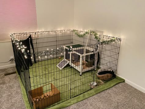 Small Indoor Rabbit Enclosure, Outfits For Bunnies, Bunny Setup Ideas, Bunny Homes Indoor Diy, Bunny X Pen, Cute Bunny Enclosure, Rabitt House Diy Indoor, Bunny Cage Setup Ideas, Small Bunny Cage