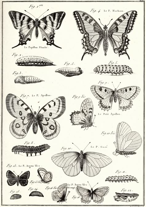 nemfrog - The butterfly. Encyclopédie méthodique. 1782 ed. ... Butterfly Cycle Tattoo, Butterfly Drawing Reference Photo, Anatomical Butterfly Tattoo, Butterfly Diagram Tattoo, Anatomical Butterfly, Butterfly Life Cycle Tattoo, Anatomy Of A Butterfly, Stages Of A Butterfly Tattoo, Entomology Tattoo