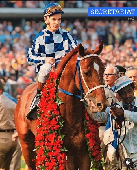 Secretariat Horse, American Pharoah, Triple Crown Winners, Red Horse, Thoroughbred Horse Racing, Race Horses, Thoroughbred Horse, Beautiful Horse, Model Horses