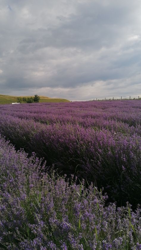 Lavender
Sky
Clouds Lavender Field Wallpaper, Lavender Field Aesthetic Wallpaper, Lavender Fields Aesthetic, Saint Sierra Simone Aesthetic, Lavender Field Aesthetic, Lavender Field, Field Wallpaper, Lavender Aesthetic, Lavender Garden