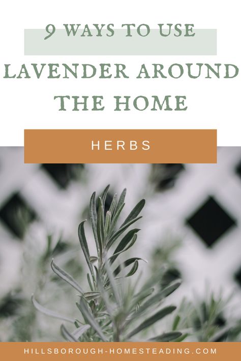 How to Use Lavender On the Homestead - 9 DIY Ideas How To Use Lavender Leaves, Lavender Leaf Uses, Drying Lavender Leaves, How To Dry Lavender Leaves, Lavender Leaves Recipes, Uses For Lavender Leaves, What To Do With Lavender Leaves, Lavender Leaves Uses, Herb Preservation