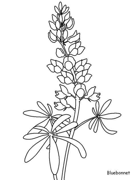 http://coloringpagesplus.com/flowers/free-coloring-flowers-bluebonnet.gif Bluebonnet Stencil, Blue Bonnets Drawing, Blue Bonnet Drawing, Bluebonnet Drawing, Jessie Tattoo, Painting Bluebonnets, Blue Bonnet Flower, Bluebonnet Photos, Texas Painting